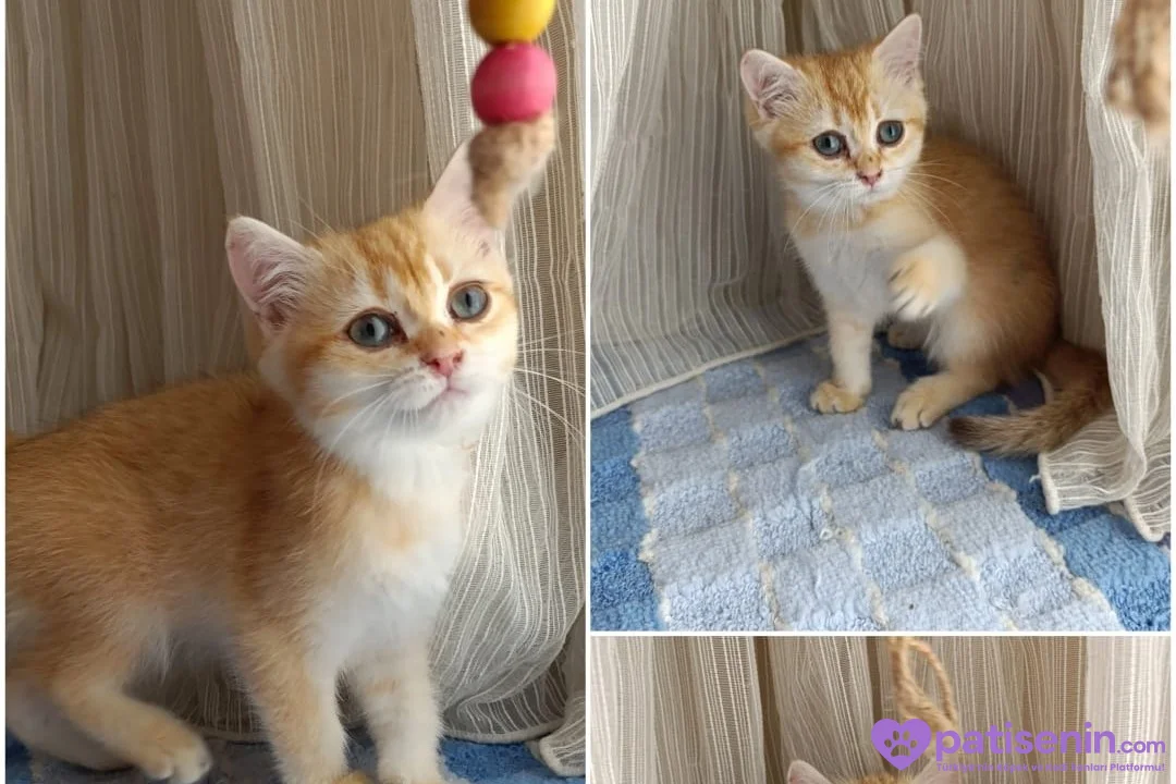 Golden yavrular teslime hazır 1
