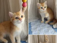 Golden yavrular teslime hazır