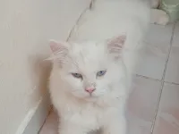 Terk edilmiş yaşını tam bilmiyoruz