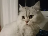 3 yaşına yakın britis long hair cinsi ev kedisi