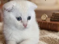 Boncuk minnoşlar teslime hazır