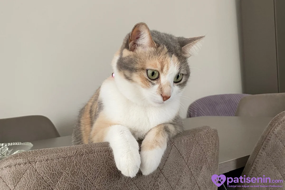 Kısırlaştırılmış Tekir Kedi (Lila) 1