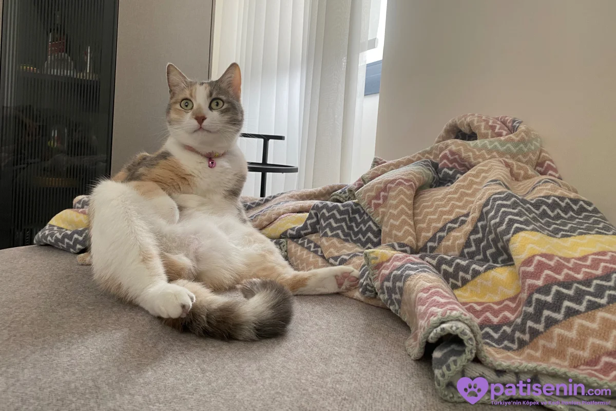 Kısırlaştırılmış Tekir Kedi (Lila) 2