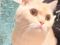 Sakin British Shorthair Kedimiz