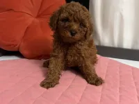TOY POODLE ERKEK YAVRU