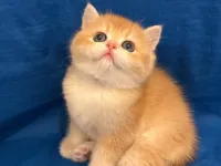 british golden bebeğimiz