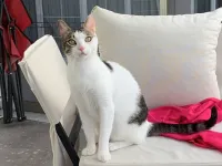 Erkek Kısırlaştırılmış Tekir Kedi Sahiplendirme