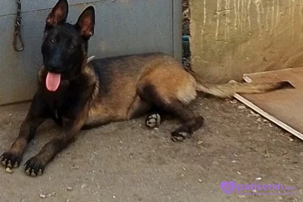 7aylık belçika melinois günü gelen tüm aşıları yapıldı özel bakımlı bir evlat yer sıkıntısı nedeniyle sahiplendirilecek 1