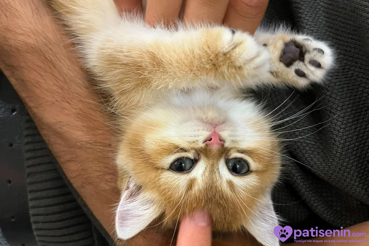 British shorthair golden shaded 2 aylık yavru dişi 2