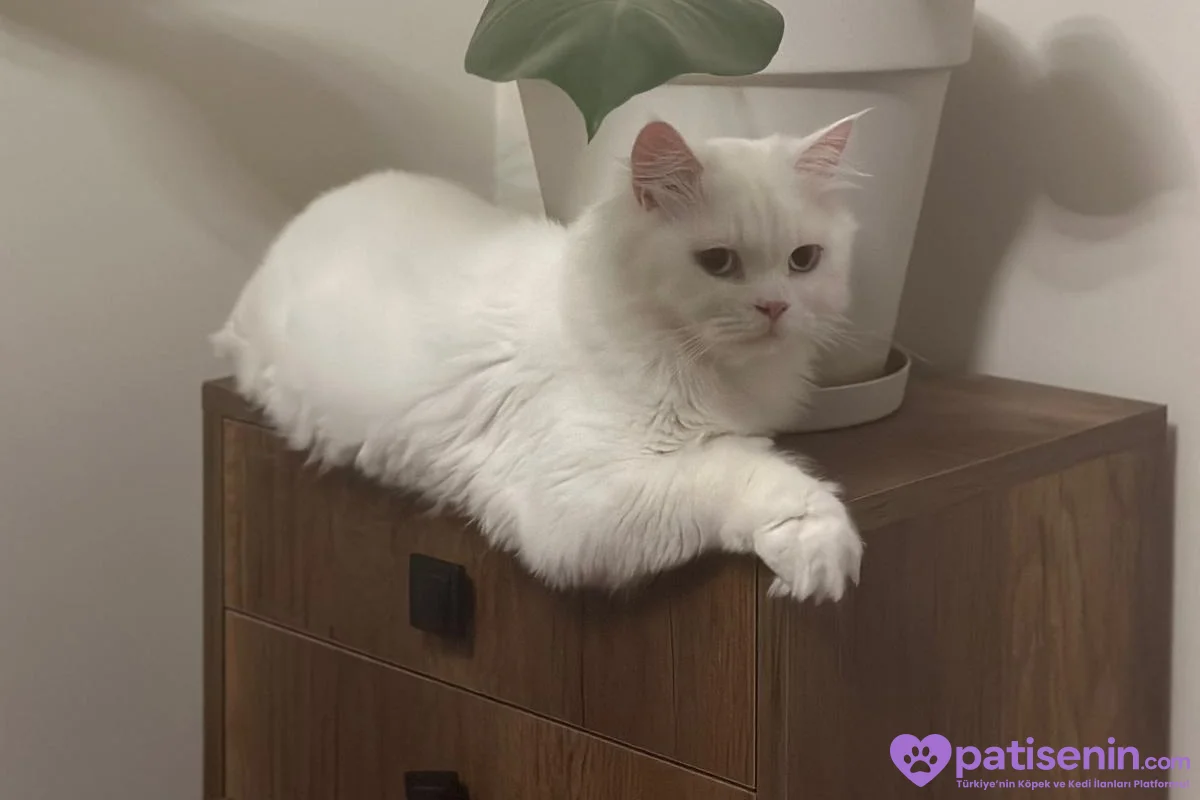 3 yaşında beyaz british longhair pamuk kedimiz sahiplendirilecektir 1