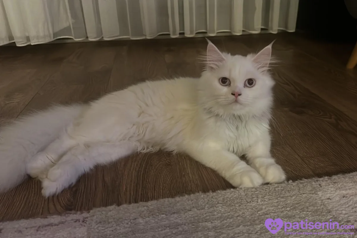 3 yaşında beyaz british longhair pamuk kedimiz sahiplendirilecektir 6