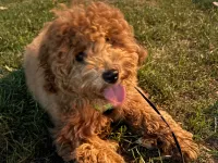 5 aylık dişi toy poodle