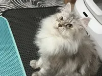 Çok uysal ona iyi bakacak bir aile arıyoum