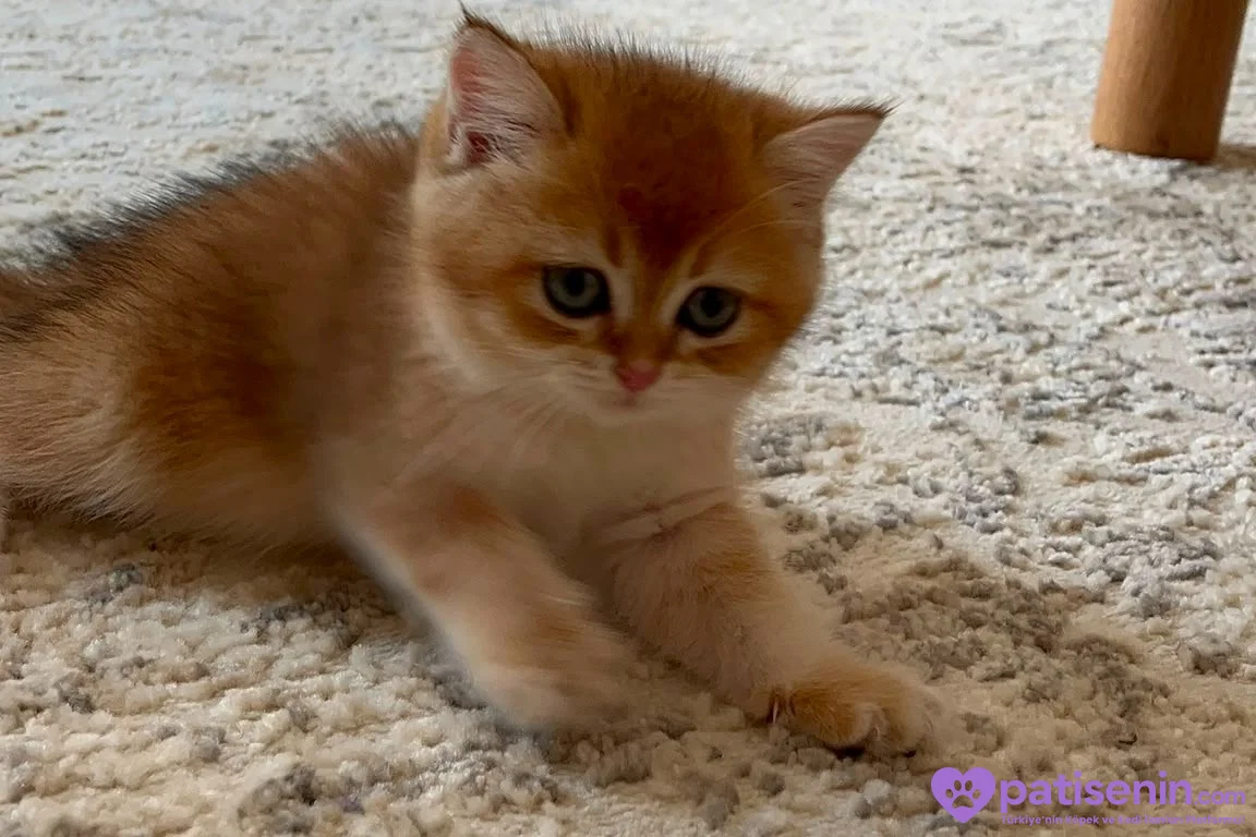 British shorthair golden shaded 2 aylık yavru dişi 5