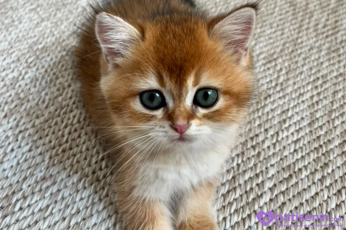 British shorthair golden shaded 2 aylık yavru dişi 1