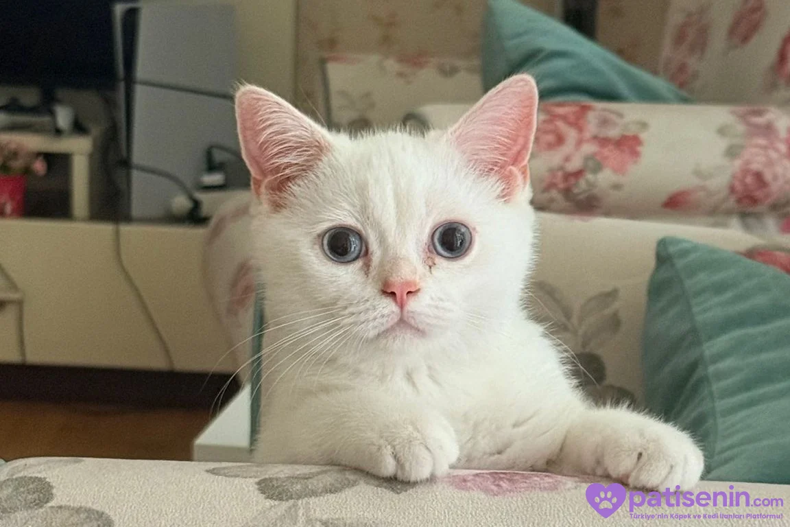 5 Aylık British Shorthair Beyaz 1