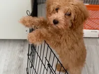 Safkan Toy Poodle Yavrumuz Çok Sevecen
