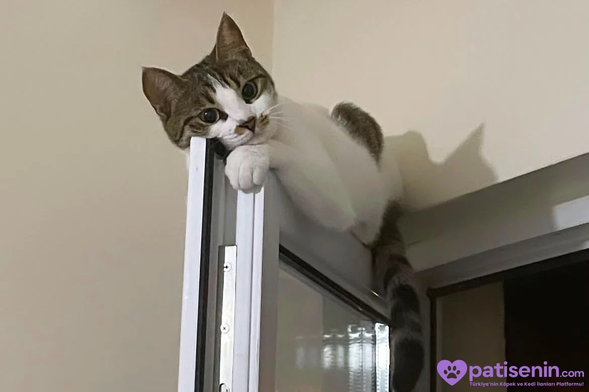 3 Yaşında tatlı Tekir Kedi Mikasa 1