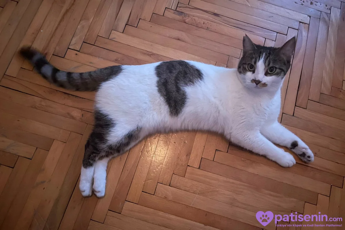 3 Yaşında tatlı Tekir Kedi Mikasa 2