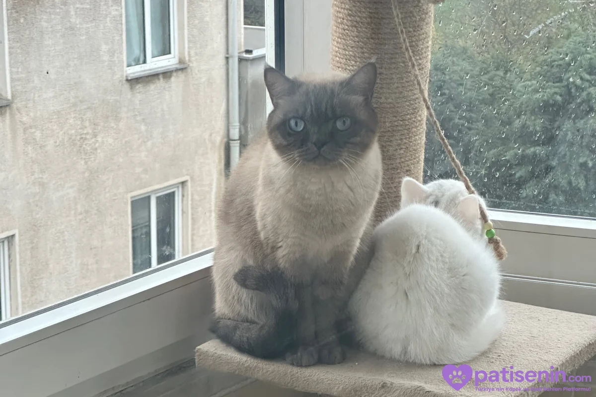 Safkan British Shorthair Yavrumuz 1