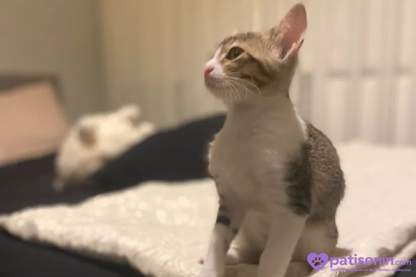 Acil Sahiplendirilmesi gereken 2 aylık dişi tekir 2