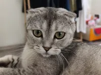 8 aylık british kedi ücretsiz sahiplendirilecek