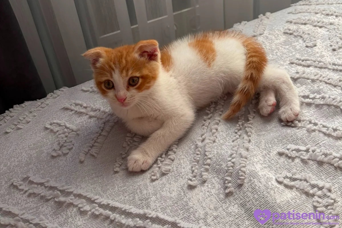 Sevimli Scottish Fold Kedimiz 1
