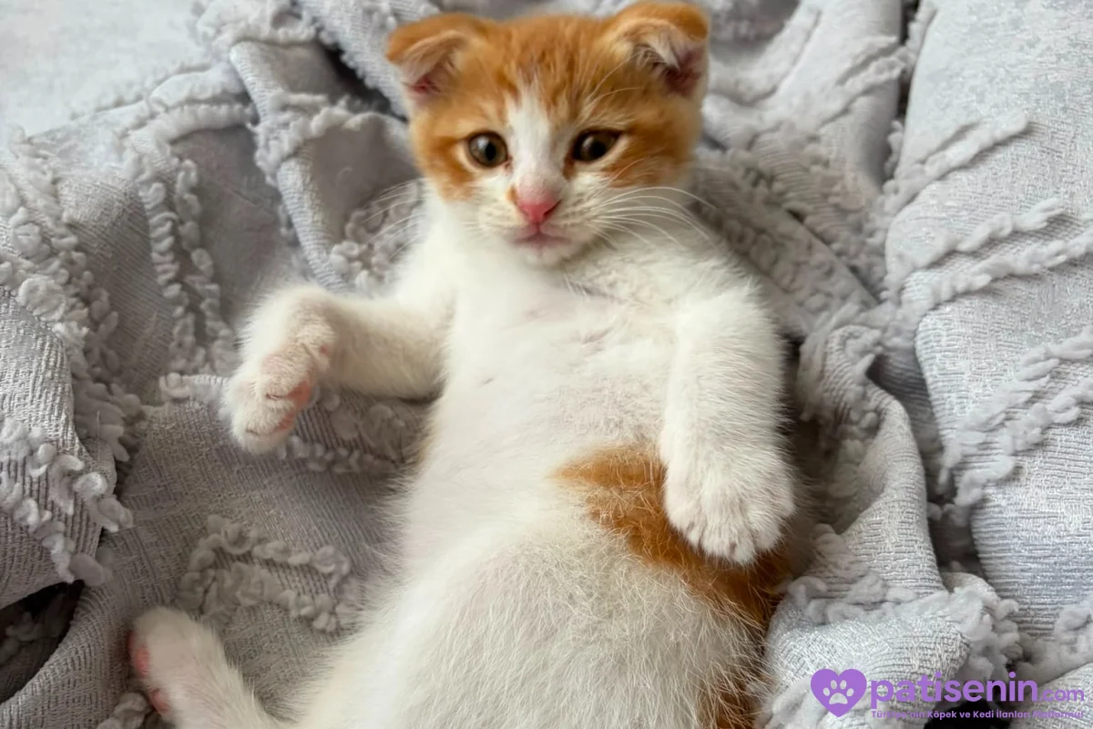 Sevimli Scottish Fold Kedimiz 2