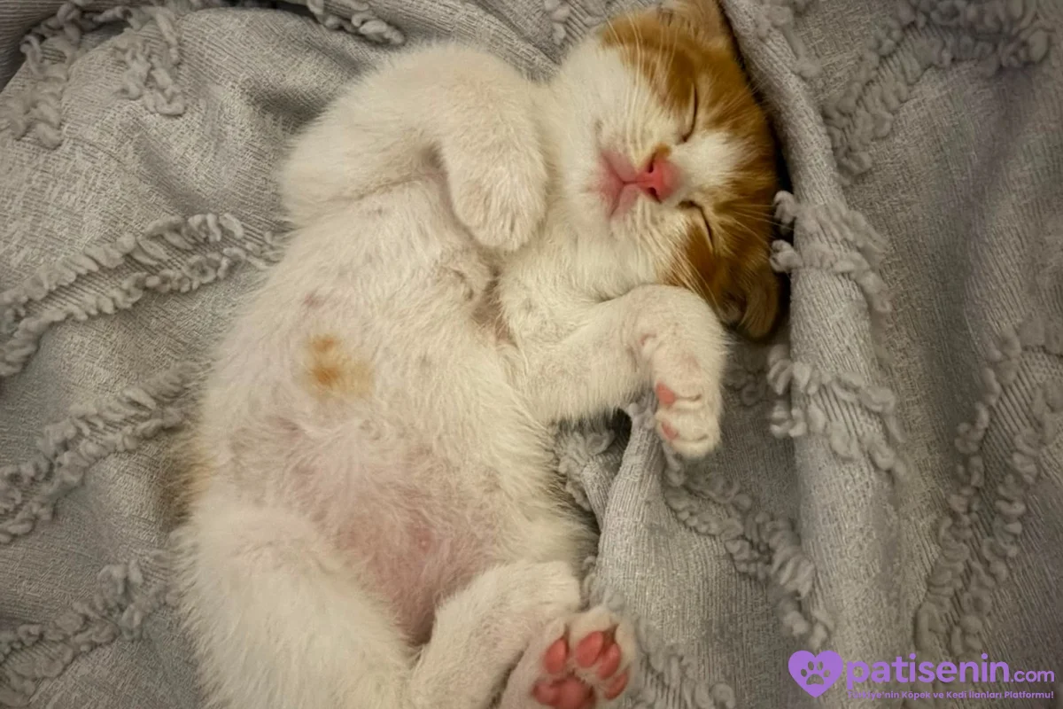 Sevimli Scottish Fold Kedimiz 4