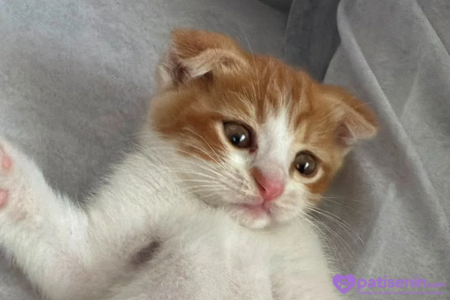 Sevimli Scottish Fold Kedimiz 3