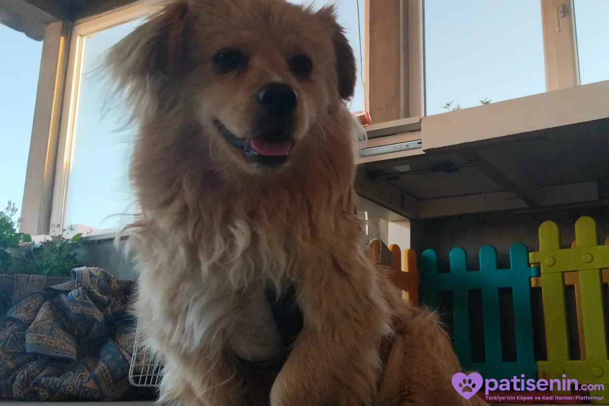2 yaşında erkek melez köpeğimize eş arıyoruz 1