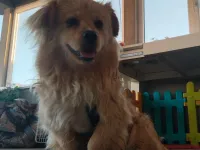 2 yaşında erkek melez köpeğimize eş arıyoruz