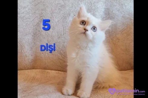 PAMUK ŞEKERLERİM🥰🍭 1
