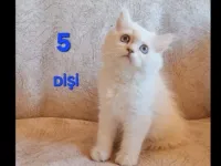 PAMUK ŞEKERLERİM🥰🍭