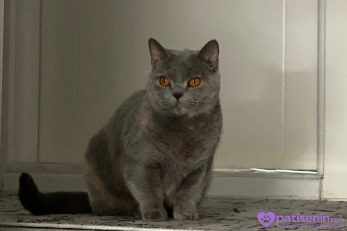 4 yaşında british shorthair 1