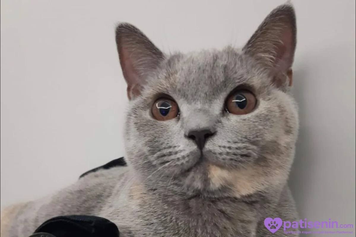 4 yaşında british shorthair 2
