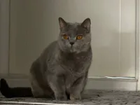 4 yaşında british shorthair