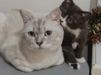 1 yaşında Britihs shorthair