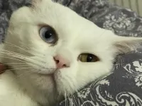 3 yaşında vanlı pamuk bey