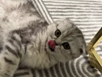 Sevimli British Shorthair Kedimiz