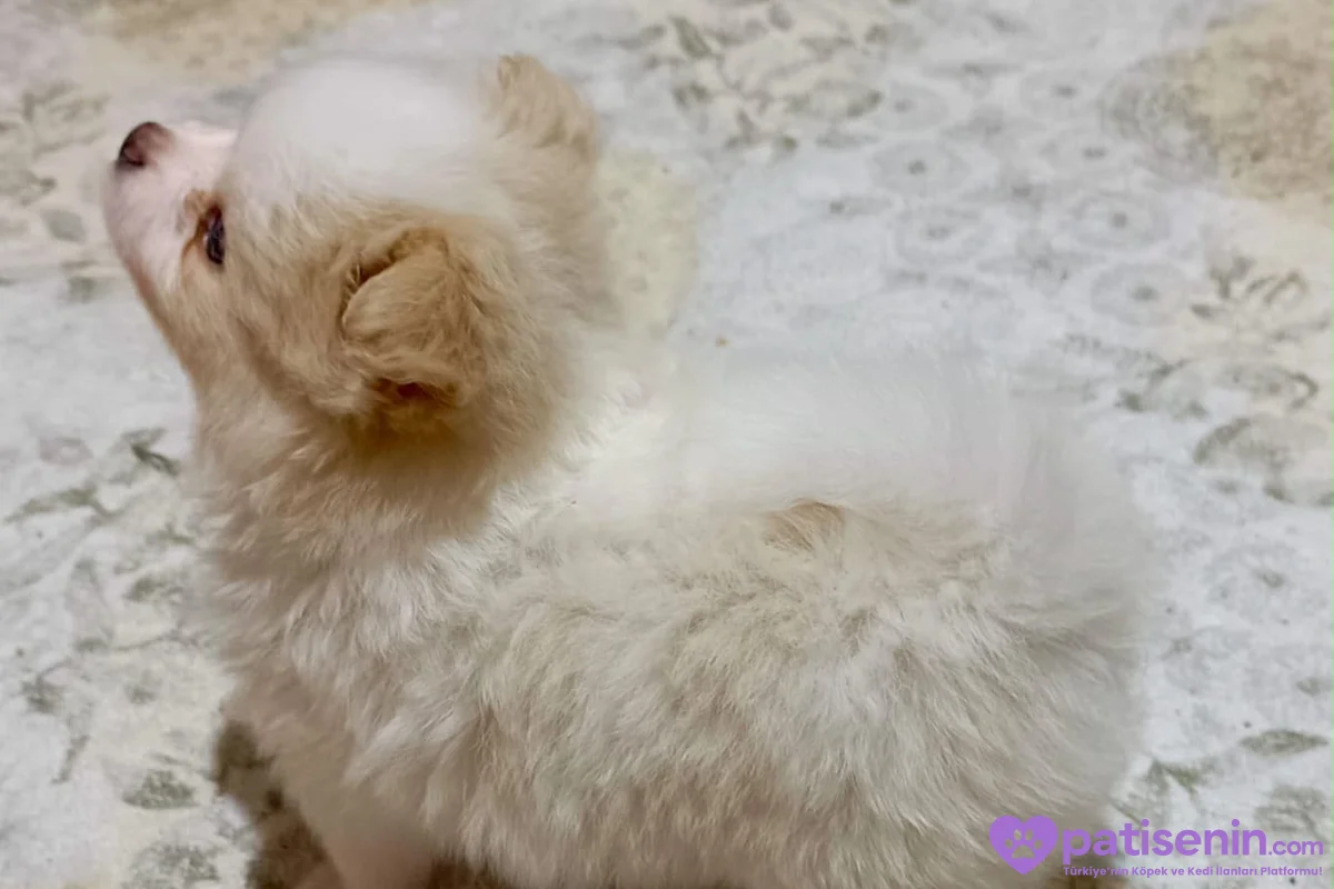 Pomerian spitz yavruları Erkek ve dişi aileden 5