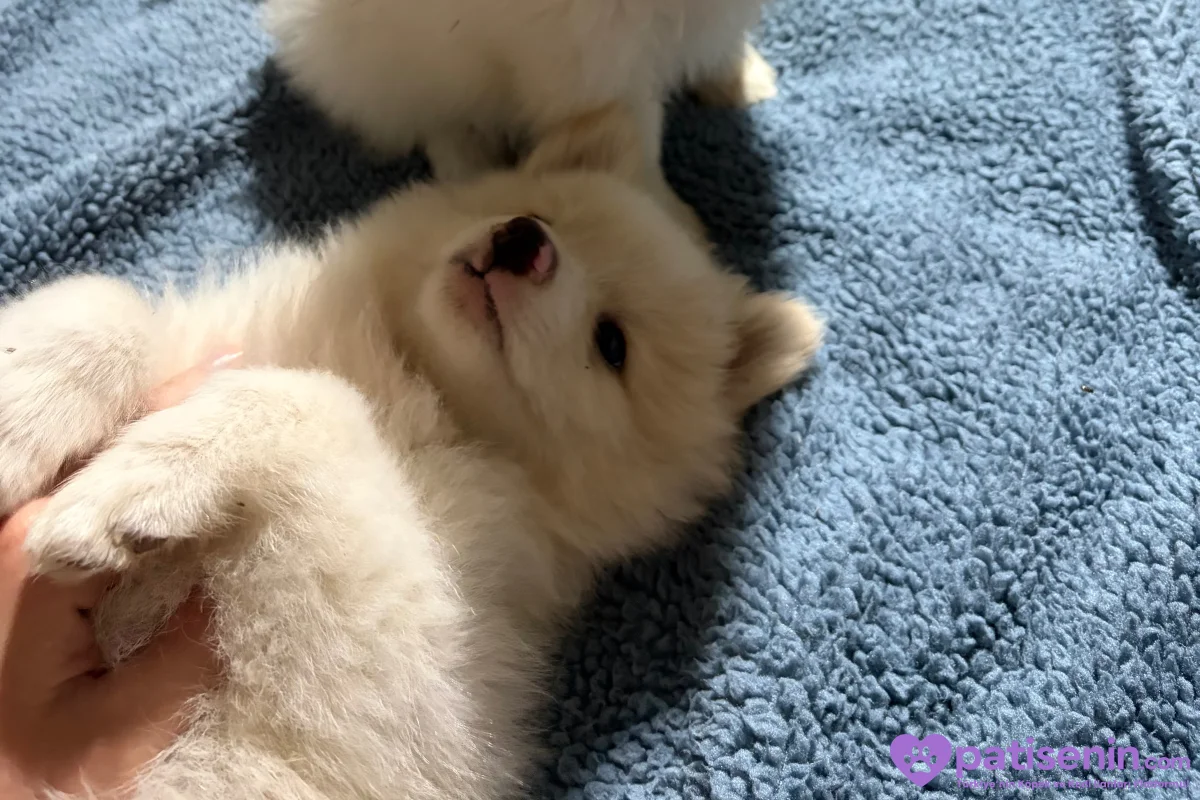 Pomerian spitz yavruları Erkek ve dişi aileden 4