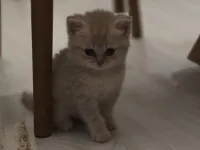 1 buçuk aylık British shorthair dişi kedi
