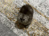 2 aylık yavru chincilla
