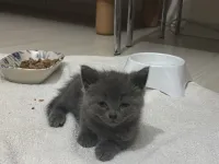 Acil sahiplendirilecek sağlık sorunu yok kilosu normal