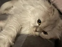 Scottish fold longhair
