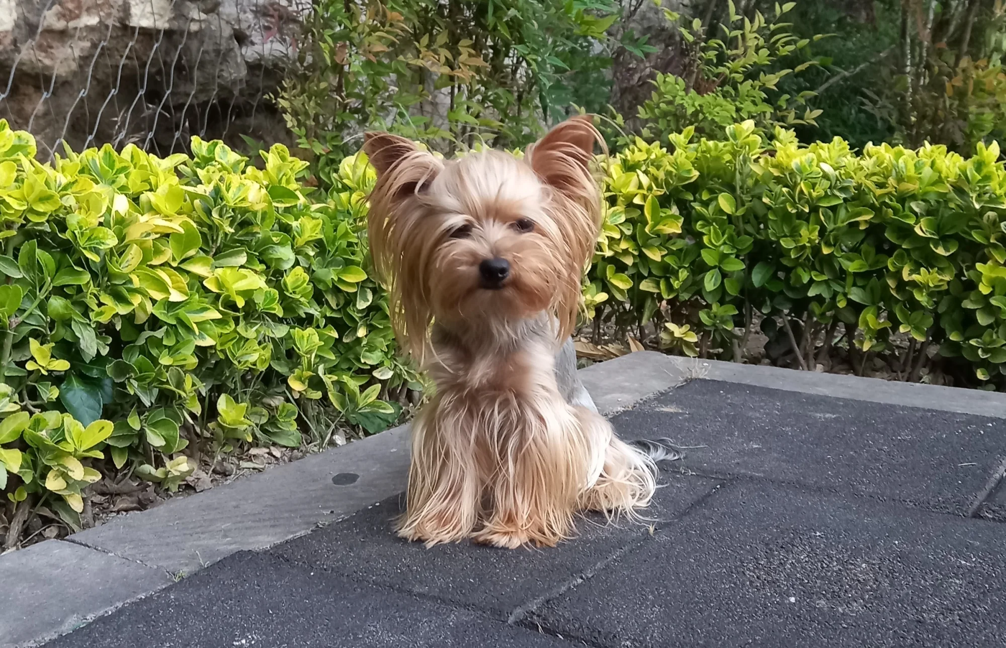 Yerde oturup kameraya bakan bir yorkshire terrier