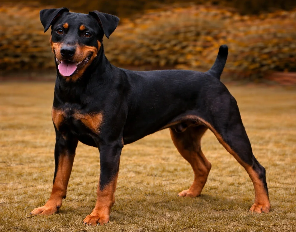 Bah&ccedil;ede ayakta duran ve kameraya bakan bir pinscher k&ouml;pek