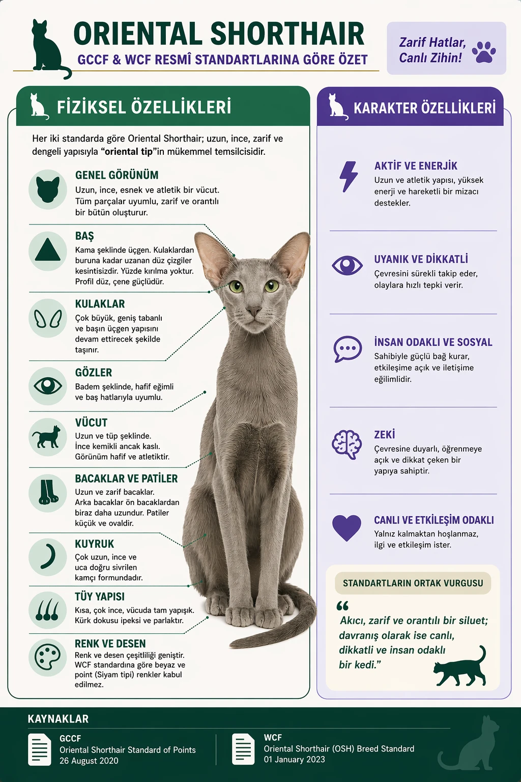 Oriental shorthair &ouml;zelliklerini anlatan bir infografik