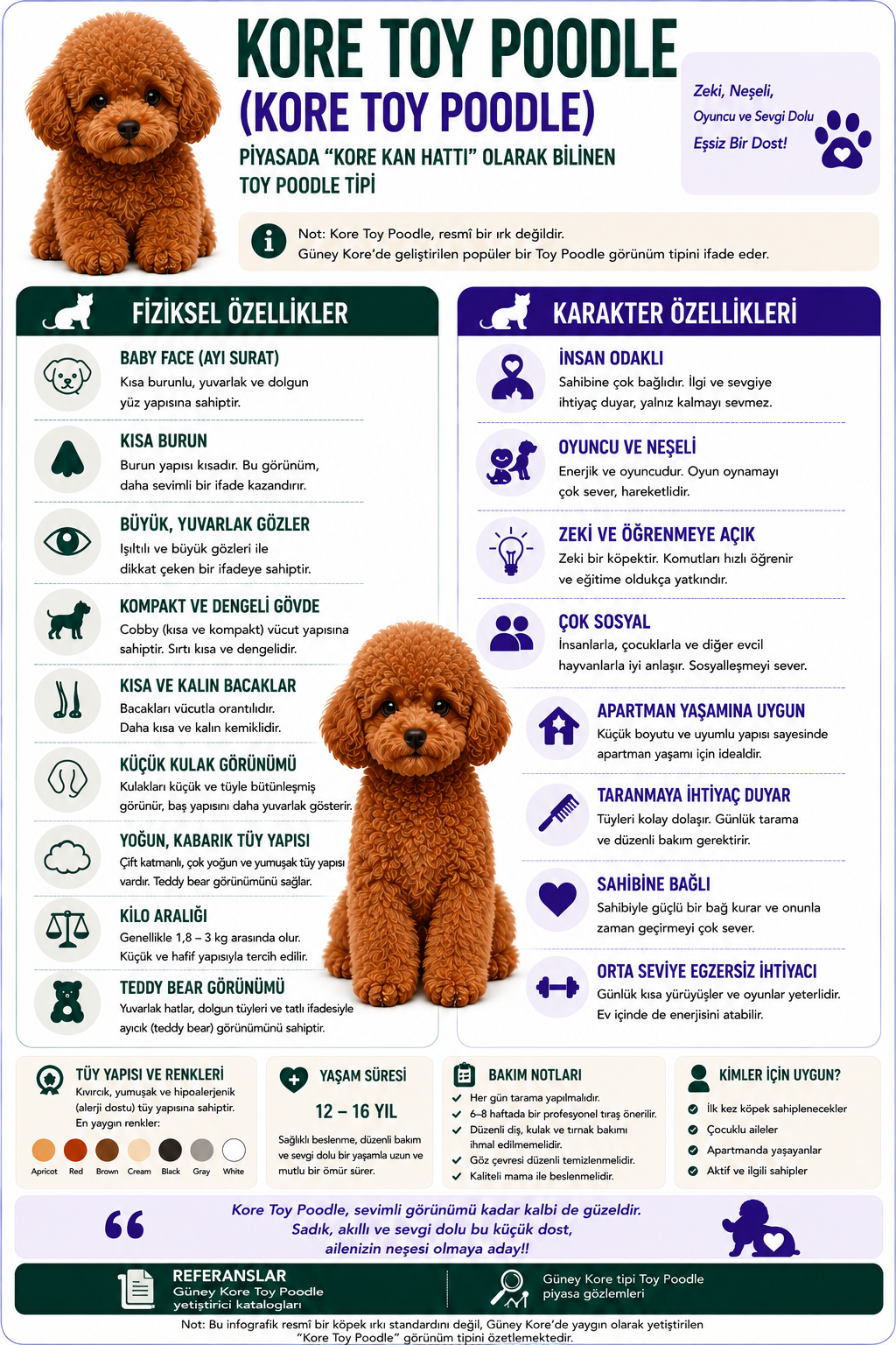Kore Poodle İnfografik